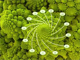 La spirale aurea e l’arco del vescovado, vero libro di pietra?