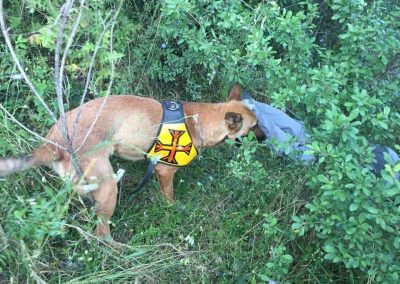 Nuovo Gruppo Cinofilo di Ricerca e Soccorso di Anvvfc Rieti5