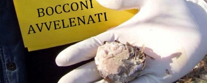 Boccone avvelenato trovato in viale Fassini
