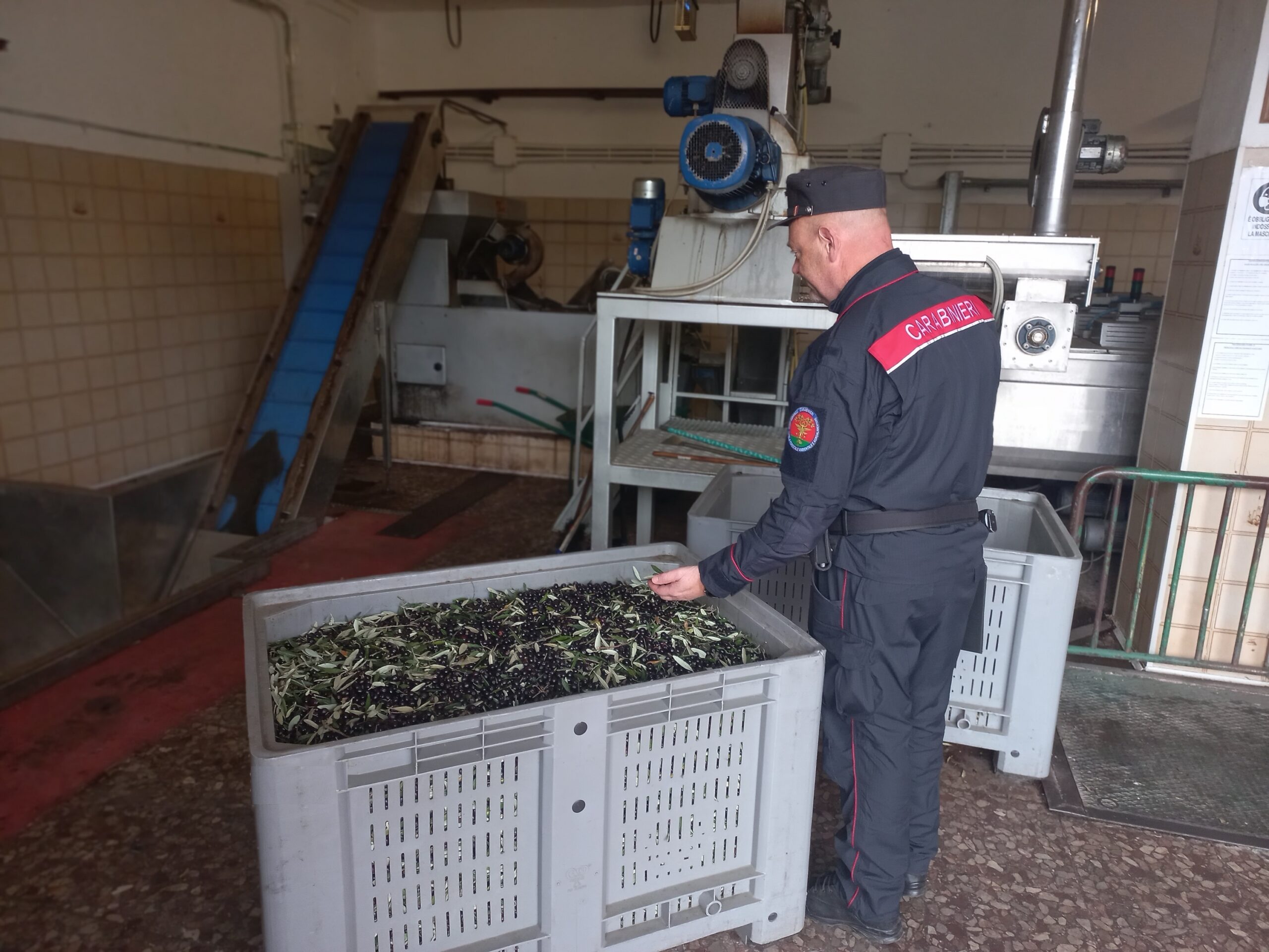 Controlli nei frantoi di Rieti: sanzioni per irregolarità nella gestione delle acque di vegetazione