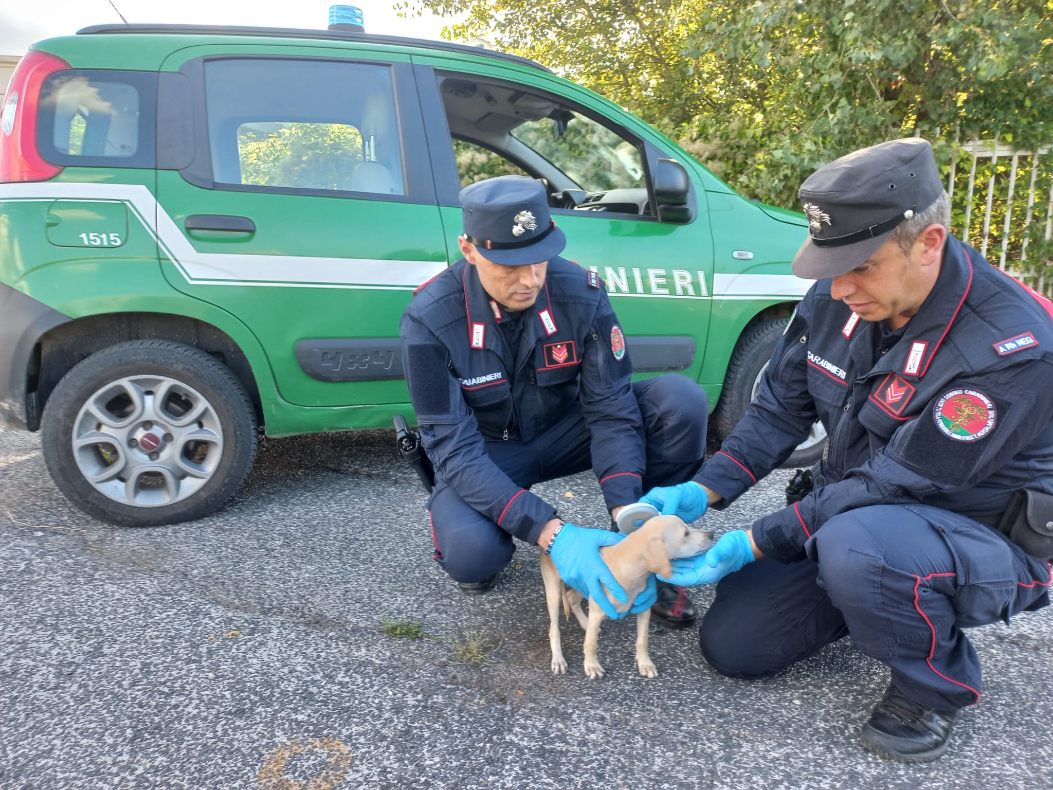 Proprietaria di 26 cani denunciata per maltrattamento e mancata iscrizione all’anagrafe canina