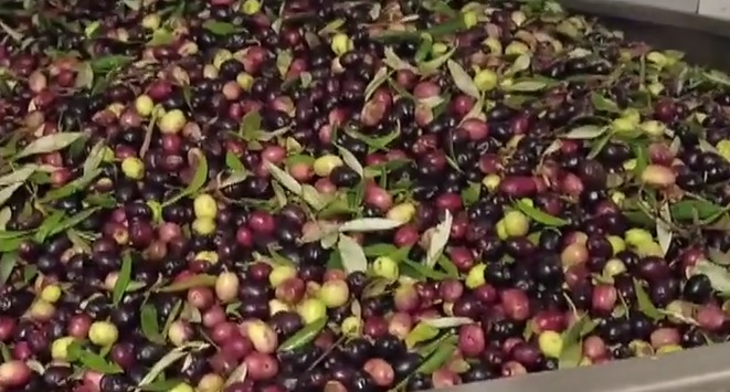 Coldiretti Rieti: Raddoppiata produzione olio rispetto scorso anno, ma bassa resa