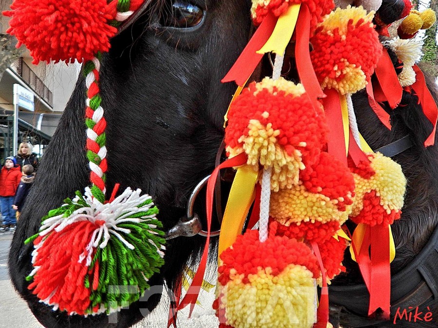 Rositani celebra il successo dei Cavalli Infiocchettati: un evento dalle storiche radici