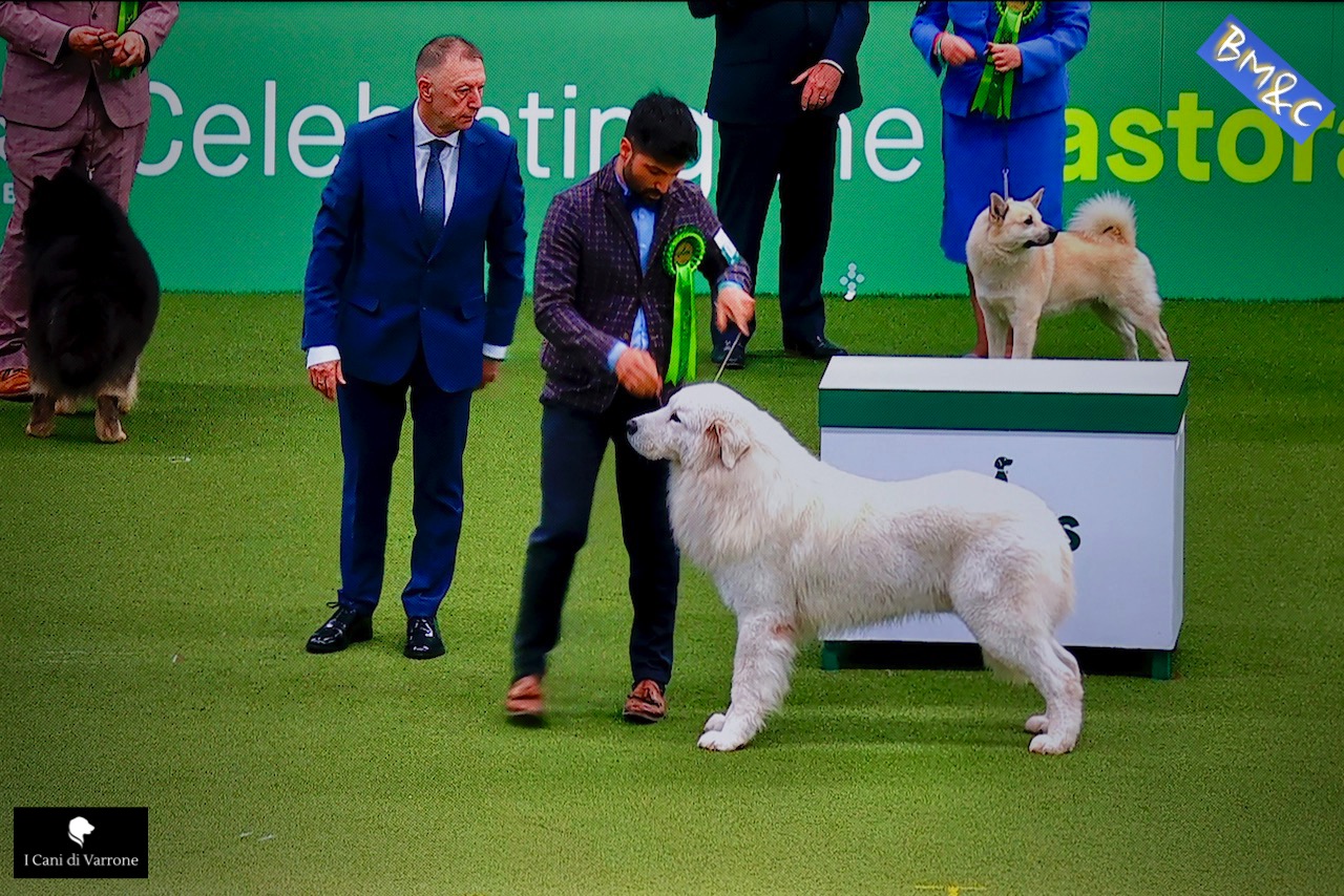 Un Pastore Maremmano Abruzzese di Rieti, allevato da Roberto Palozzi, ha vinto il Crufts 2025 in Inghilterra