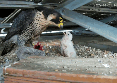 falco pellegrino tetto regione