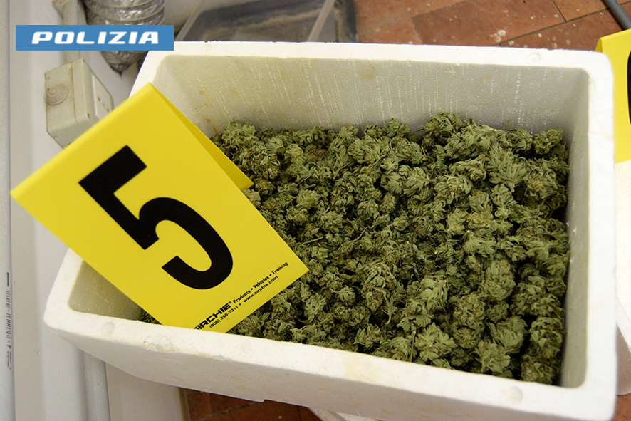 Coltivava  marijuanain casa: reatino arrestato dalla Polizia di Stato
