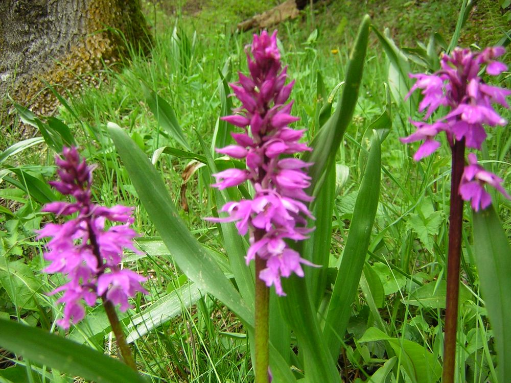 Regeneration Lab: inaugurazione mostra orchidee spontanee