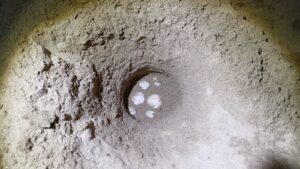 Nido caretta caretta