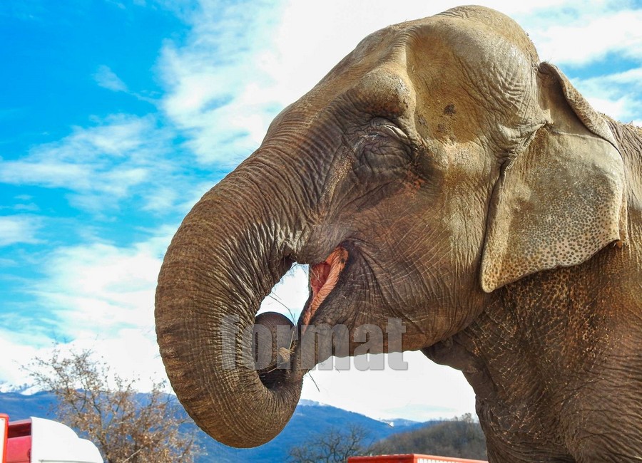 Animali al circo: il voto del Senato salva il settore e respinge le accuse di maltrattamento