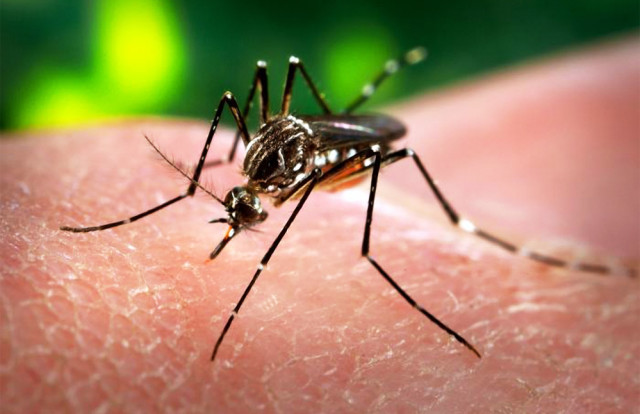Salgono a 12 i casi di West Nile Virus nel Lazio