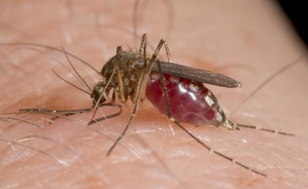 Virus West Nile, settima vittima nel Lazio