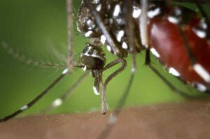 Virus West Nile, 21 nuove positività nel Lazio