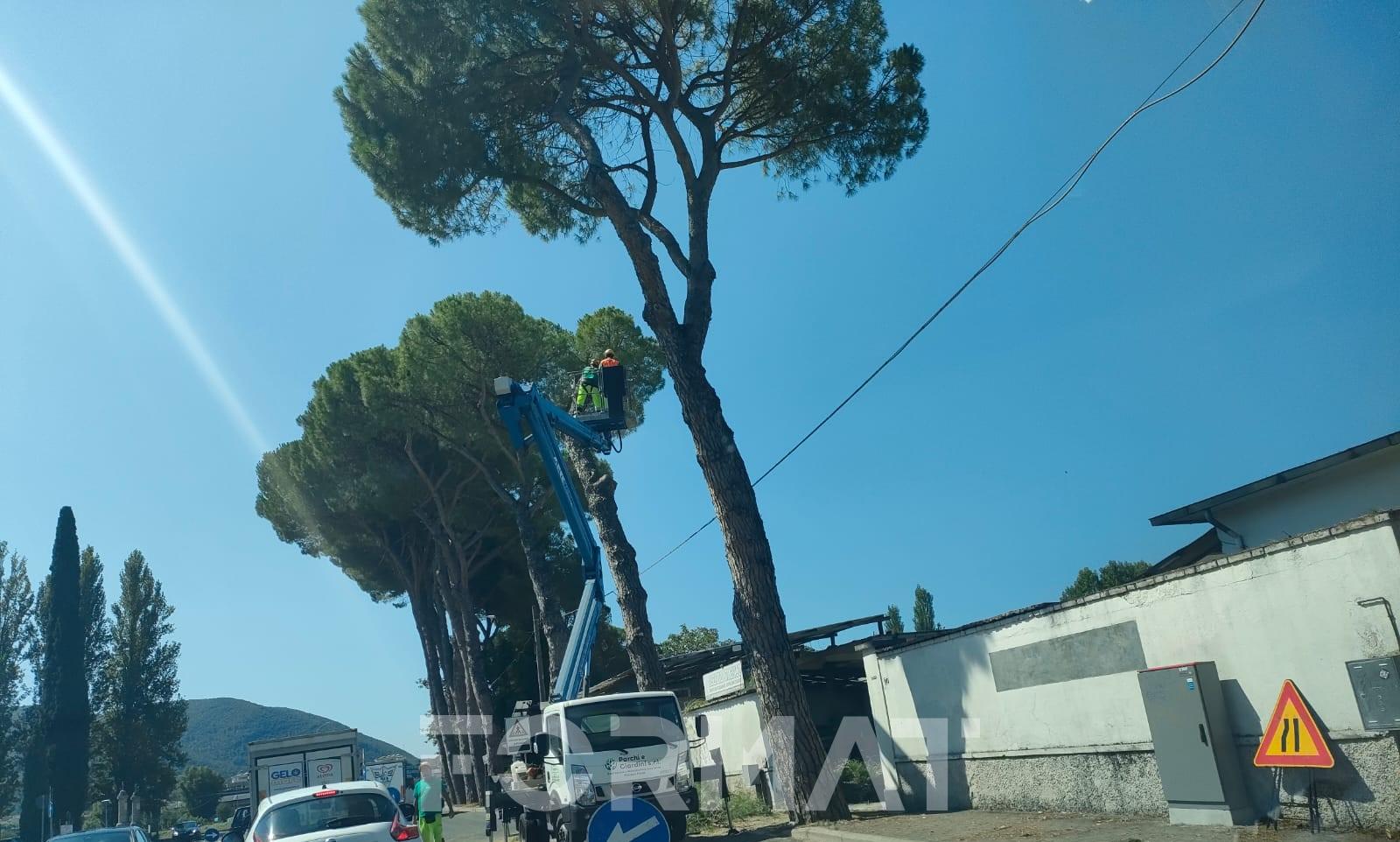 Rallentamenti in via Angelo Maria Ricci per il taglio degli alberi all’incrocio con via Micioccoli