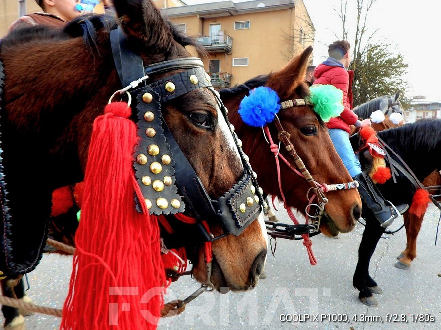 Si apre la 44ª edizione dei Cavalli Infiocchettati con la tradizionale Benedizione degli Animali a Sant’Agostino