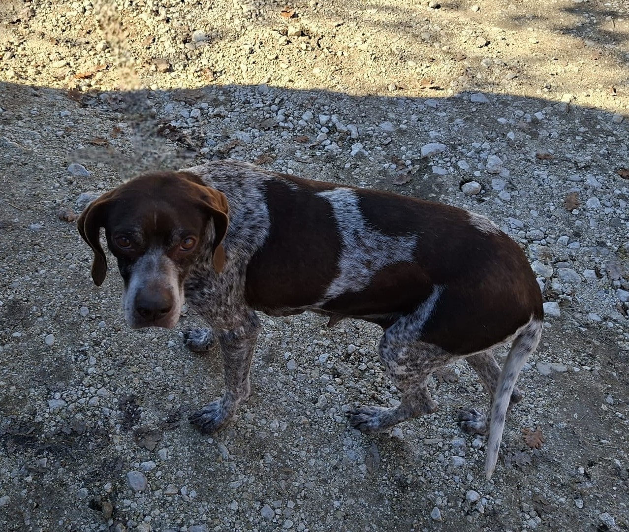 I Forestali trovano un cane rubato tre anni fa. Verrà restituito al legittimo proprietario