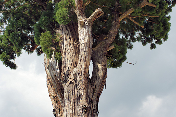 Regione Lazio, contributi fino a 5mila euro per la tutela degli Alberi Monumentali