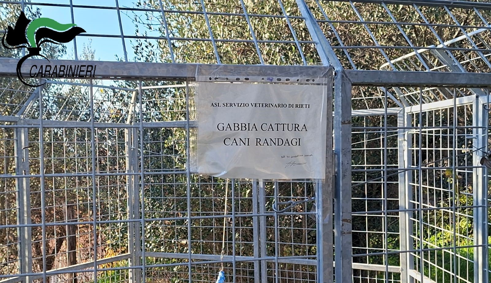 Intervento della Asl per i randagi, donna manomette la gabbia-trappola