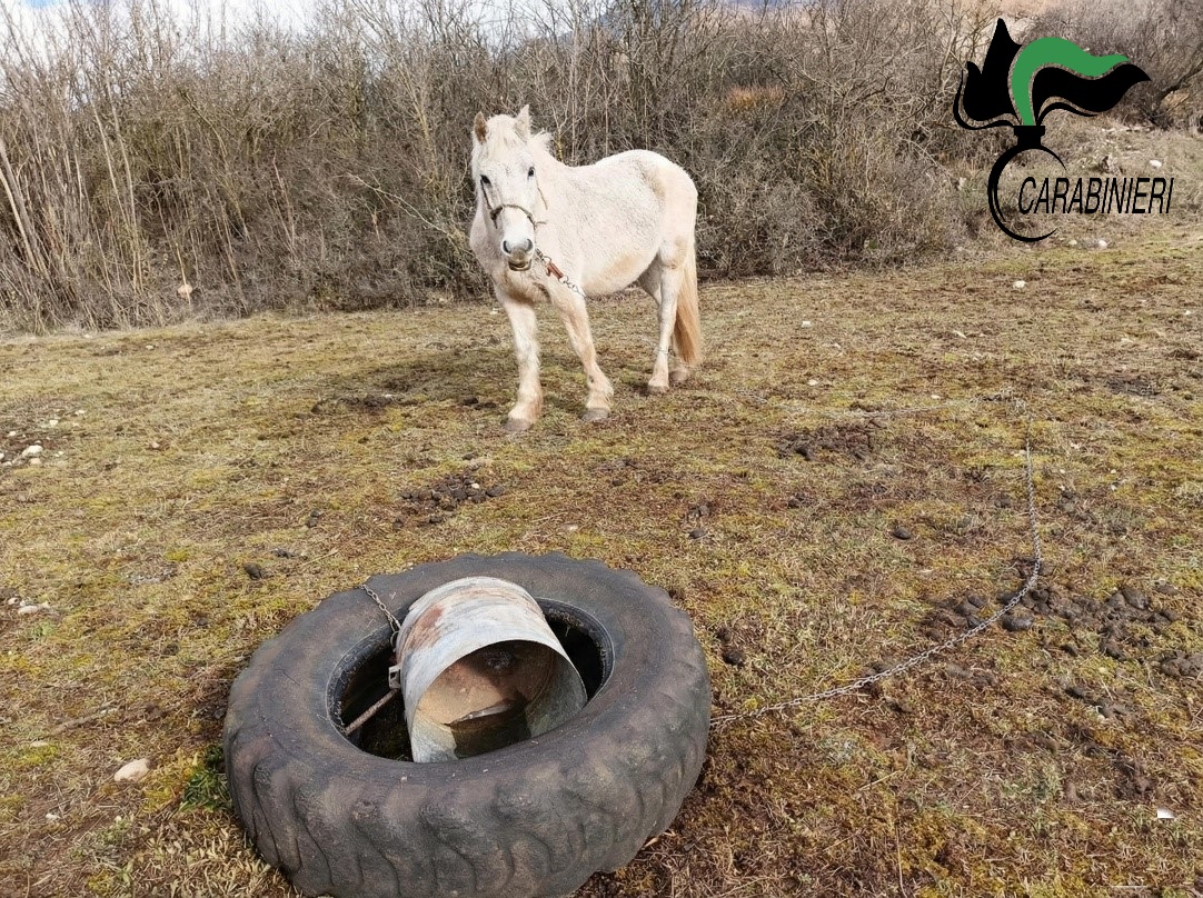 Cavallo legato a una catena e senza acqua: scatta il sequestro nel Cicolano