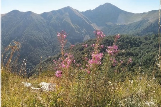 Alla scoperta delle montagne: il racconto botanico di Giuliano Colantoni