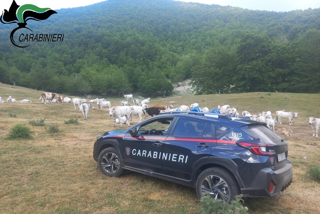Controlli dei Carabinieri Forestali sul pascolo: multe per oltre 8.500 euro e irregolarità diffuse