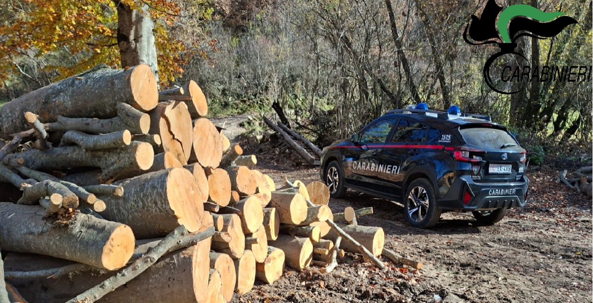Controlli sui tagli boschivi: sanzioni dei Carabinieri Forestali