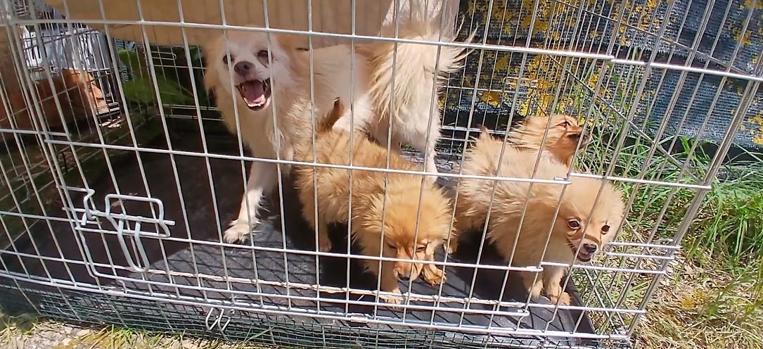 Accumulatrice di animali, REA: “Appello a Procura di Rieti: basta complicità del Comune di Montopoli”