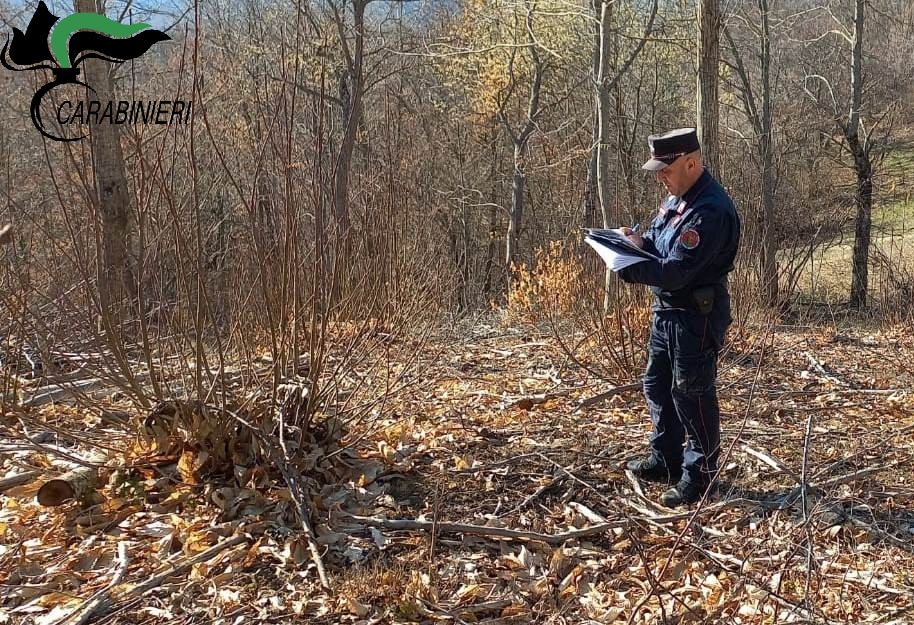 Patrimonio boschivo: controlli e sanzioni dei Carabinieri Forestali