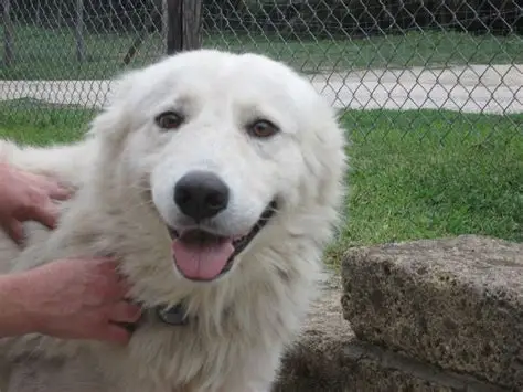 cane consiglio comunale regole convivenza animali