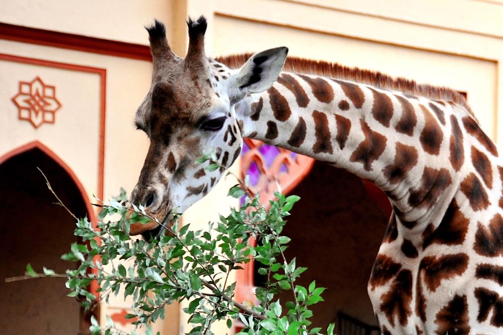 giraffa_mangia giraffa_mangia