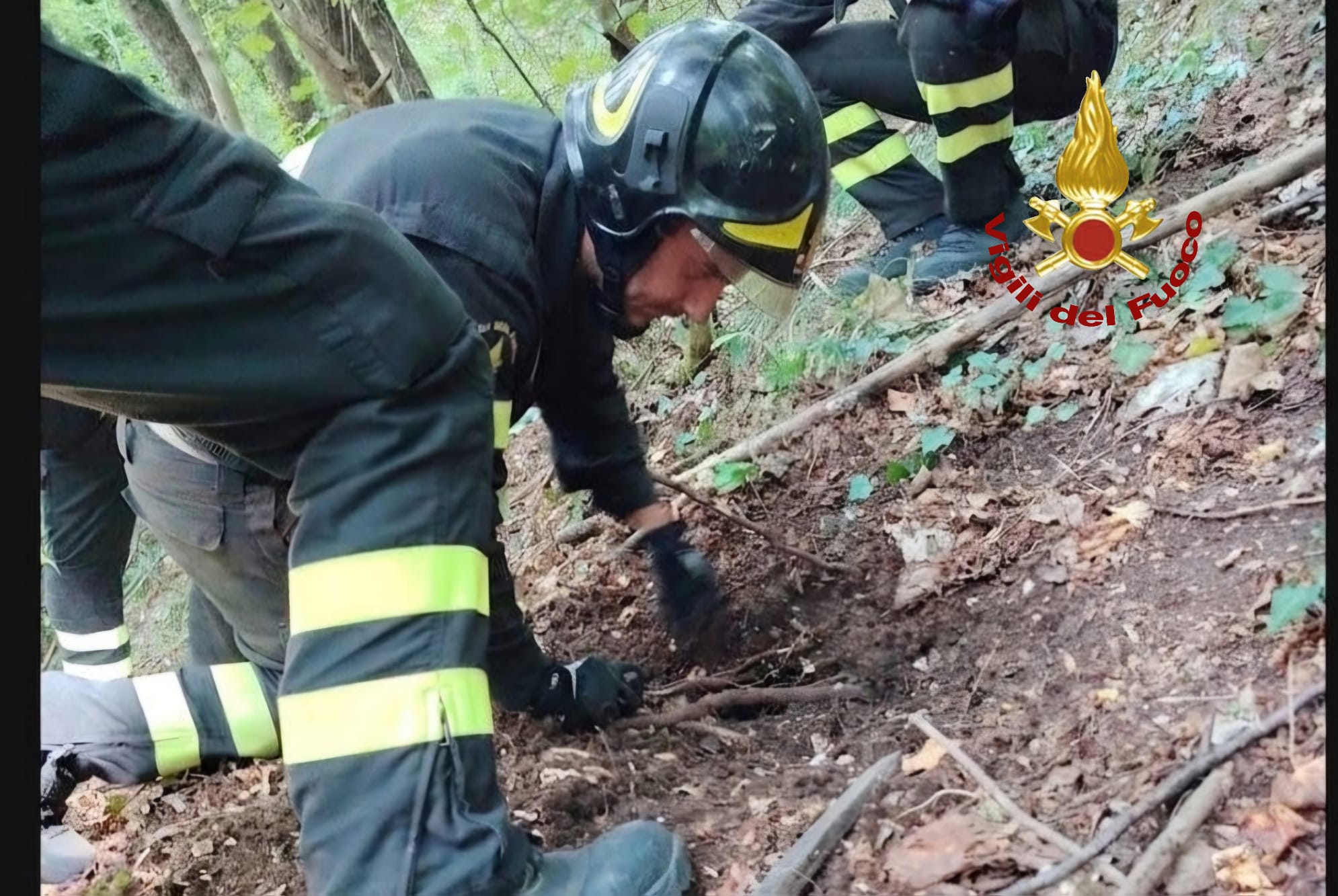 Due cani da caccia intrappolati in un cunicolo sotterraneo: salvati dai Vigili del Fuoco