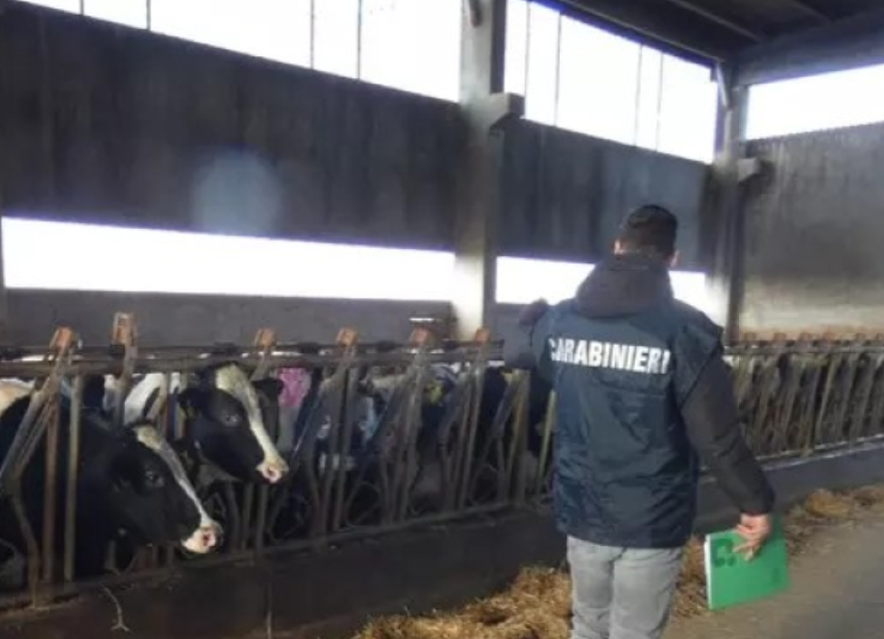 Latte consegnato per mesi senza ricevere il pagamento: Carabinieri denunciano per truffa e insolvenza fraudolenta i responsabili di una cooperativa